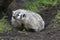 American Badger at burrow