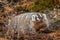 American Badger in the Fall