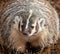 American Badger in the Fall