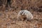 American Badger in the Fall