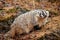 American Badger in the Fall