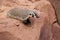 American badger looking over a rock ledge