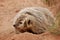 American badger sitting on the dirt ground