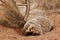 American badger sitting on the dirt ground