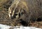 AMERICAN BADGER taxidea taxus, PORTRAIT OF ADULT, CANADA