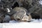 An American badger Taxidea taxus walking in the winter snow.