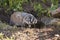 American Badger wildlife and burrow den