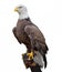 American Bald Eagle