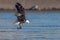 American bald eagle