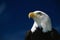 American bald eagle