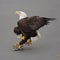 American Bald eagle