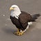 American Bald eagle