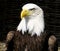 American Bald Eagle