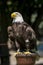 American bald eagle