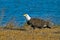 American Bald Eagle