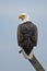 American Bald Eagle