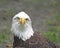 American Bald Eagle