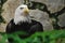 An American bald eagle in captivity