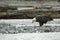 American Bald Eagle in Chilkat