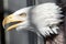 American bald eagle close up feather detail