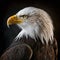 American bald eagle close up head detail portrait, cropped, side view.