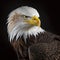 American bald eagle close up head detail portrait, cropped, side view.