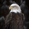 American bald eagle close up head detail portrait, cropped, side view.