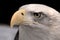 American bald eagle closeup