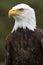 American bald eagle closeup