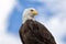 american bald eagle closeup