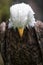 American bald eagle closeup