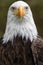 American bald eagle closeup