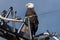 American Bald Eagle in Denver, Colorado on an electric pole