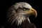 American Bald Eagle, distinctive white head and tail feathers