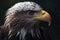 American Bald Eagle, distinctive white head and tail feathers