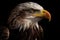 American Bald Eagle, distinctive white head and tail feathers