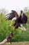 American bald eagle with falconer. Bird of prey at falconry disp