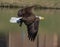 American Bald Eagle with a fish in it`s talons