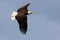 American bald eagle in flight