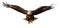 American Bald Eagle In Flight Isolated on a White Background - Generative AI Transparent PNG