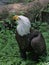 American Bald eagle on the ground in ferns