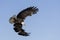 American bald eagle Haliaeetus leucocephalus in the Kachemak Bay area of the Kenia Peninsula Alaska USA