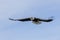 American bald eagle Haliaeetus leucocephalus in the Kachemak Bay area of the Kenia Peninsula Alaska USA