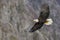 American bald eagle Haliaeetus leucocephalus in the Kachemak Bay area of the Kenia Peninsula Alaska USA