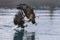 American bald eagle Haliaeetus leucocephalus in the Kachemak Bay area of the Kenia Peninsula Alaska USA