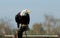 American bald eagle on the hand of a falconer