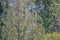 American Bald Eagle in Heavily Treed Forest