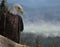 American Bald Eagle home destruction