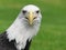 American Bald Eagle Landscape Photo Full Face Looking at the Camera