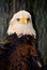 American Bald Eagle Looking Alertly